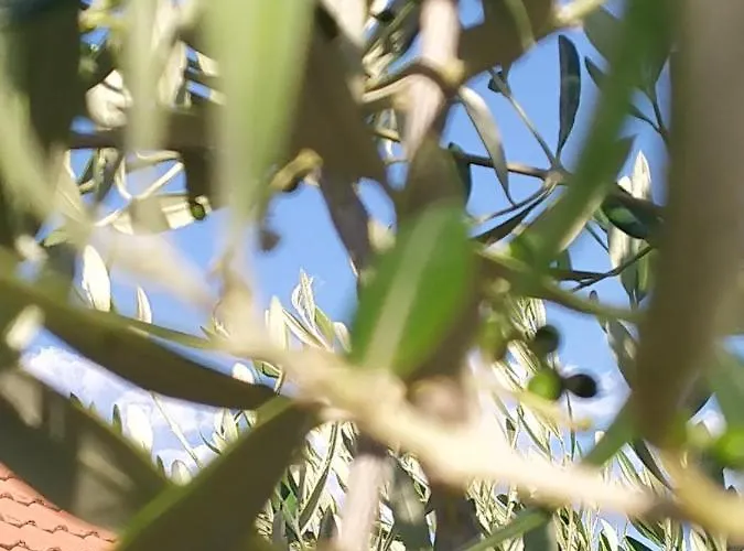 Nyaraló Kuca Za Odmor Mira Blizu Biograda Na Moru